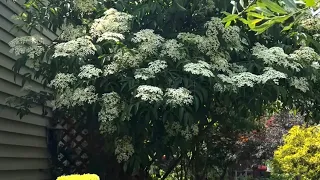 Adding Elderberry Bushes to your Landscaping