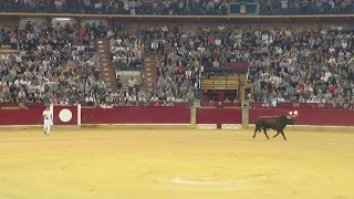 Concurso de recortadores - Fiestas del Pilar 2018 (Zaragoza) II