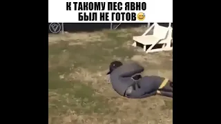 😎 ЛУЧШИЕ ПРИКОЛЫ 2022 😎 ПРИКОЛЫ ДЛЯ ВЗРОСЛЫХ #18