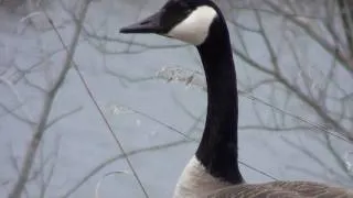 Canada Goose (Close-up)