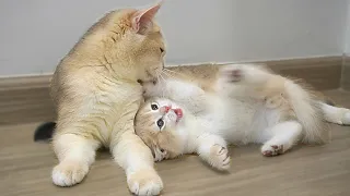 The way a mother cat loves a kitten is the same as that of a human, very intense