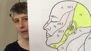 Cranial Nerve 10: The vagus nerve and breathing