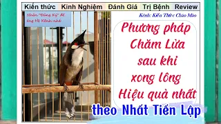 Phương pháp Chăm Lửa hiệu quả cho chào mào sau khi thay lông xong theo Nhất Tiến Lập