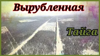 Вырубленная Тайга. Охота в -36. Хмао-югра.