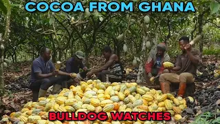 AdmiralBulldog Watches "Ghana Grows Our Cocoa, So Why Can’t It Make Chocolate?" by Business Insider