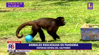 Animales que fueron rescatados durante la pandemia y llevados al Parque de Las Leyendas a vivir