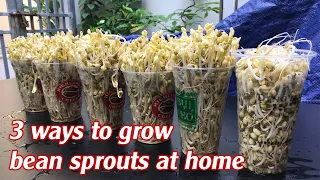 3 ways to grow bean sprouts at home