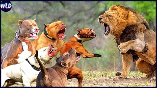 10 Dogs That Can Defeat Wild Animals