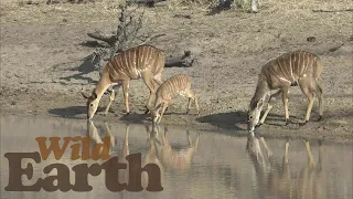 WildEarth - Sunset - 19 September 2021