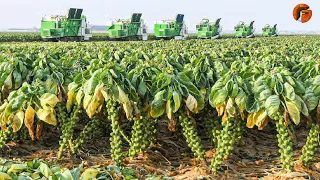 Netherlands Incredible Technology of Harvesting Brussels Sprouts – Modern Farming Machines ▶2