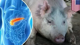 Scientists aim to grow human organs in pigs by creating human-pig embryos - TomoNews