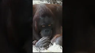 Kendari is in her mom's custody#shorts#funny#orangutans#funnyanimals#funnyvideo#zoo