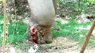 Humanity! Saving the life of Elephant by draining a pus oozing leg Abscess & giving proper treatment