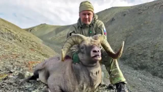 Chukotka Snow Sheep hunting with ProfiHunt in Russia 2016