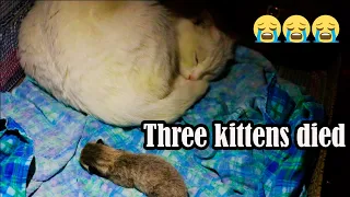 Mama cat rejects a newborn kitten / depression after the death of kittens