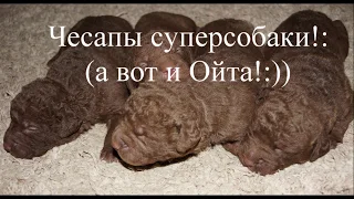 Ойта, первое поле