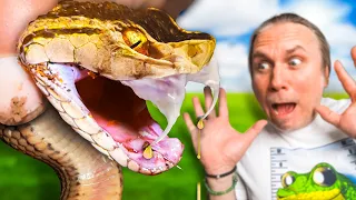 Reaction To The World's Deadliest Snakes!