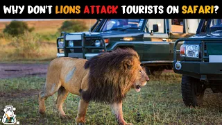 Why Don't Lions Attack When You Are On A Safari?