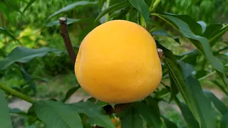 Перкоче Кинка- гибрид персика и абрикоса
