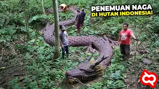 Warga Gempar Saat Menemukan Bangkai Ular Naga Raksasa di Hutan! Namun Setelah Diselidiki Ternyata...