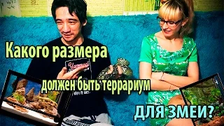 О размерах террариума для змеи