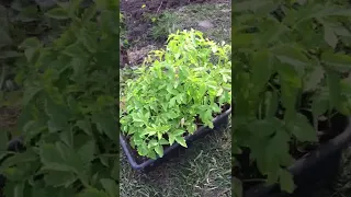 Простой способ, как закалять рассаду томатов. 番茄苗. tomato seedlings