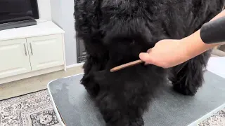Grooming Black Russian Terrier - de-matting and undercoat maintenance