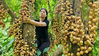 Harvesting Pearl Fruits In The Deep Forest Bringing To Market For Sale - Farm Life - Ma Thi Di