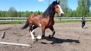 Владимирский тяжеловоз Безупречный