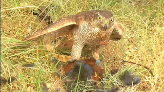 Hunting with goshawk part 1 || Hunting and falconry || Raptors Today
