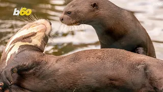 Potential Otter Meet-Cute Documented at Chester Zoo in England