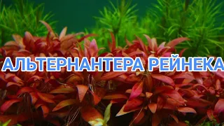 АЛЬТЕРНАНТЕРА РЕЙНЕКА. СОДЕРЖАНИЕ В АКВАРИУМЕ