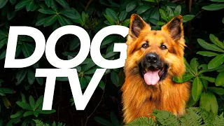 DOG TV - Exciting Interactive Video For Dogs to Watch! (20 Hours)