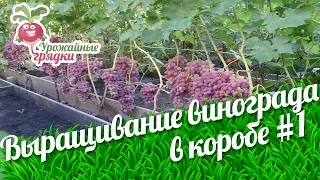Выращивание винограда в коробе. Формирование лозы и способы подвязки винограда #1