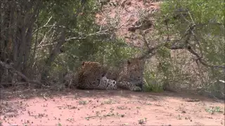 Mating leopards at MalaMala Game Reserve