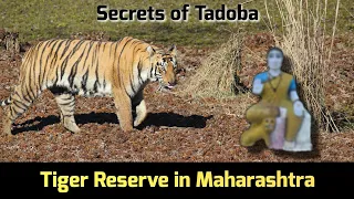 Secrets of Tadoba | A thrilling Jungle Safari Experience