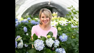 Why Didn't My Hydrangea Bloom? 5 Tips for Hydrangeas Blooms from Linda Vater