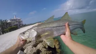 Snook fishing on Siesta Key, Sarasota