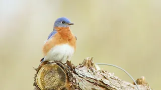 2021 Audubon Photography Awards: NEW Video Category