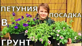 КАК правильно ВЫСАДИТЬ ПЕТУНИЮ на ПОСТОЯННОЕ место