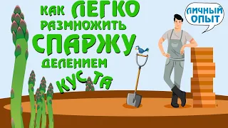 Размножение спаржи делением куста. Осенняя пересадка.