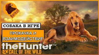 🐕 Собака в theHunter: Call of the Wild: прокачка и взаимодействие