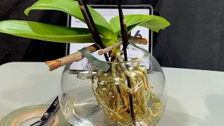 Орхидеи в воде И реанимация после
