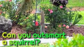 Can you OUTSMART a SQUIRREL?  Squirrel vs Slinky.