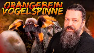 TERRARIUM EINRICHTUNG für die ORANGEBEINVOGELSPINNE | NORBERTS TEAM | Zoo Zajac