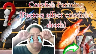 Crayfish Farming (Factors affect crayfish's death) #crayfish #crayfishfarming #farming #farmerslife