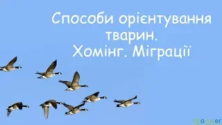 Способи орієнтування тварин. Хомінг. Міграції