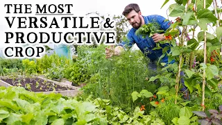 Why I'm Growing 10X More Herbs This Year | The Unsung Hero of the Veg Garden