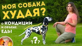 Худая или нормальная, как определить правильную кондицию собаки?