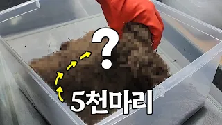 불개미 5천마리를 받았습니다. 100만원은 쓰려했는데 그냥 준다고..??